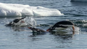 cuverville island antarctica gentoo penguins porpoising burnham seaventure nov 22 10 small 1024x576